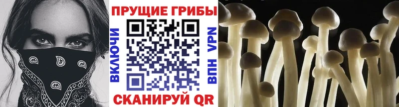купить   omg рабочий сайт  Псилоцибиновые грибы мухоморы  Топки 